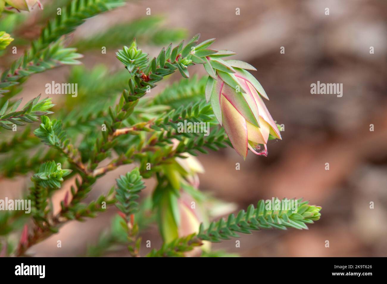 Sydney Australia, flower stems of a darwinia carnea shrub also known as a Mogumber bell Stock Photo