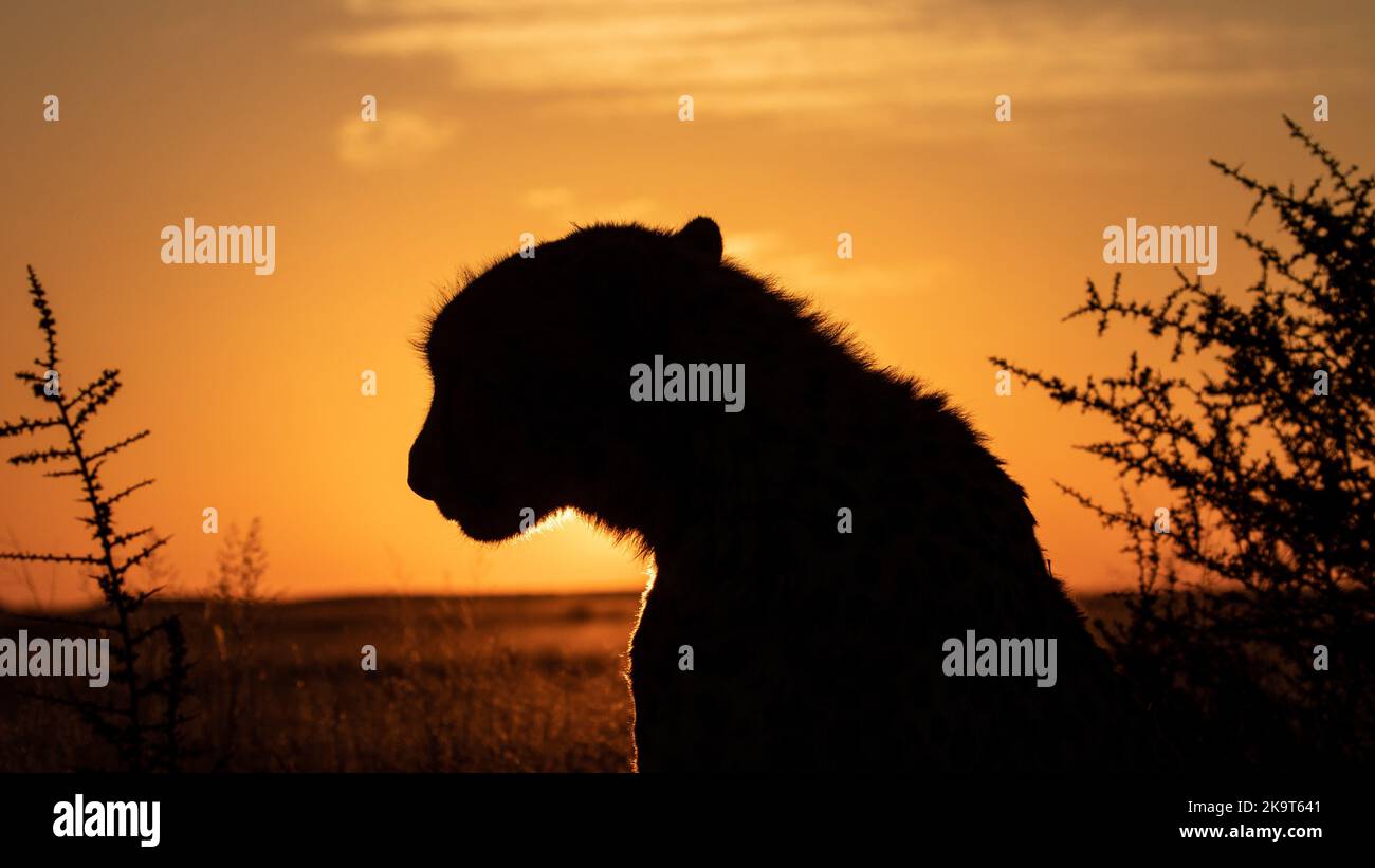 A sunset photo of a cheetah, photographed on a safari in South Africa Stock Photo