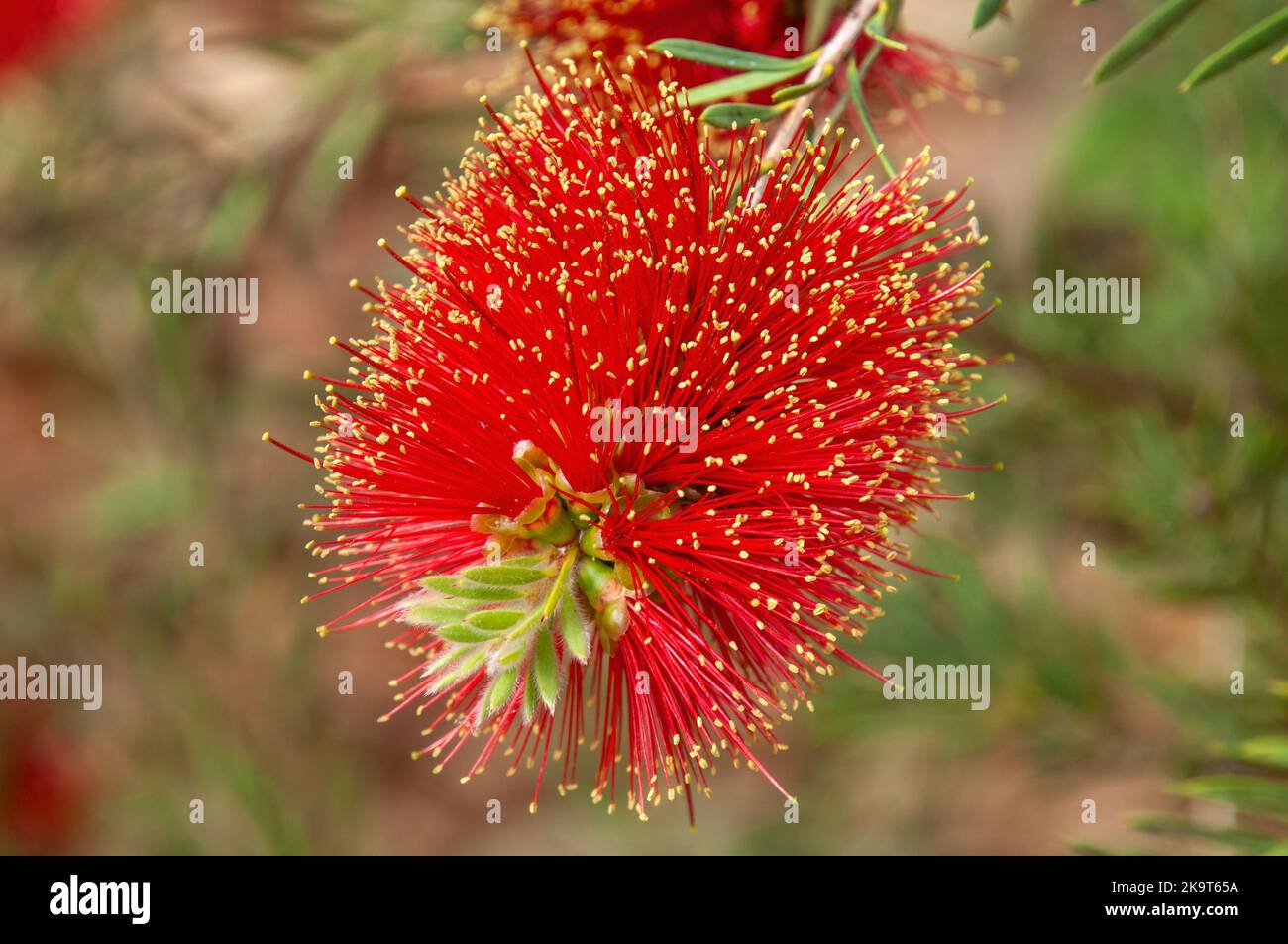 Sydney Australia, melaleuca pearsonii also known as blackdown bottlebrush flowers are red, tipped with yellow Stock Photo