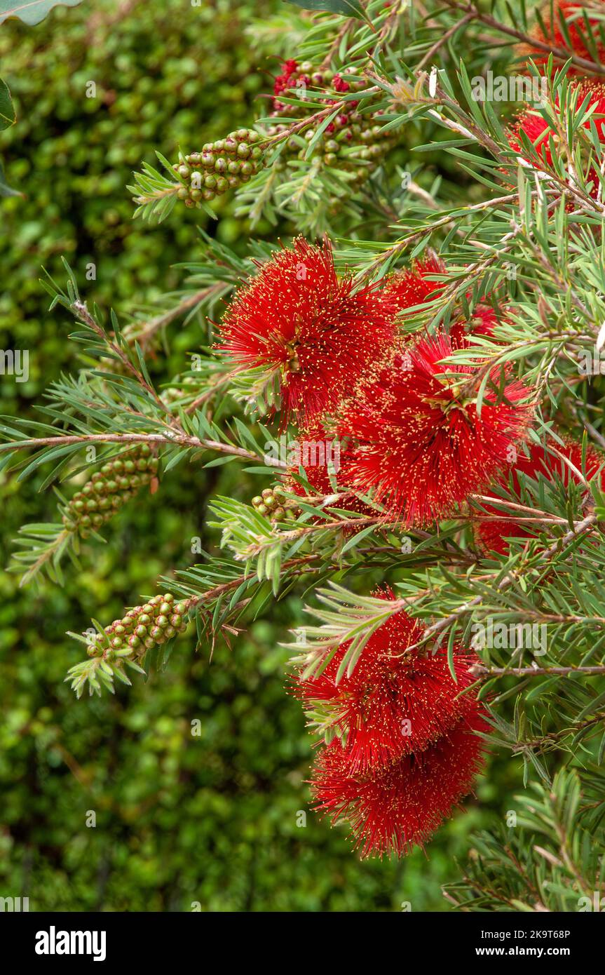 Sydney Australia, melaleuca pearsonii shrub also known as blackdown bottlebrush flowers are red, tipped with yellow Stock Photo