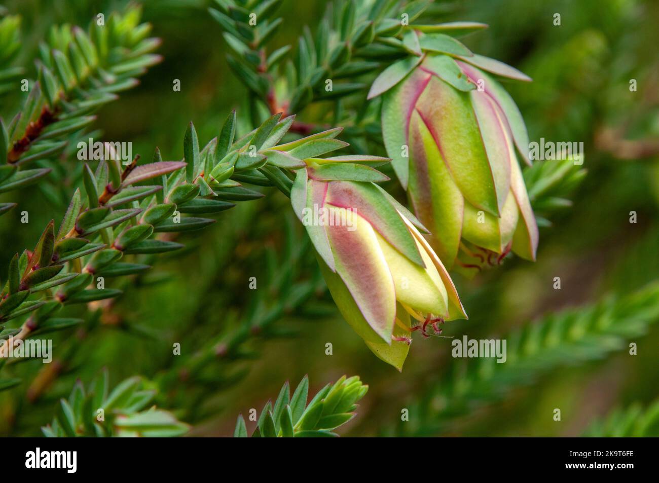Sydney Australia, close-up of flowers of a darwinia carnea shrub also known as a Mogumber bell Stock Photo