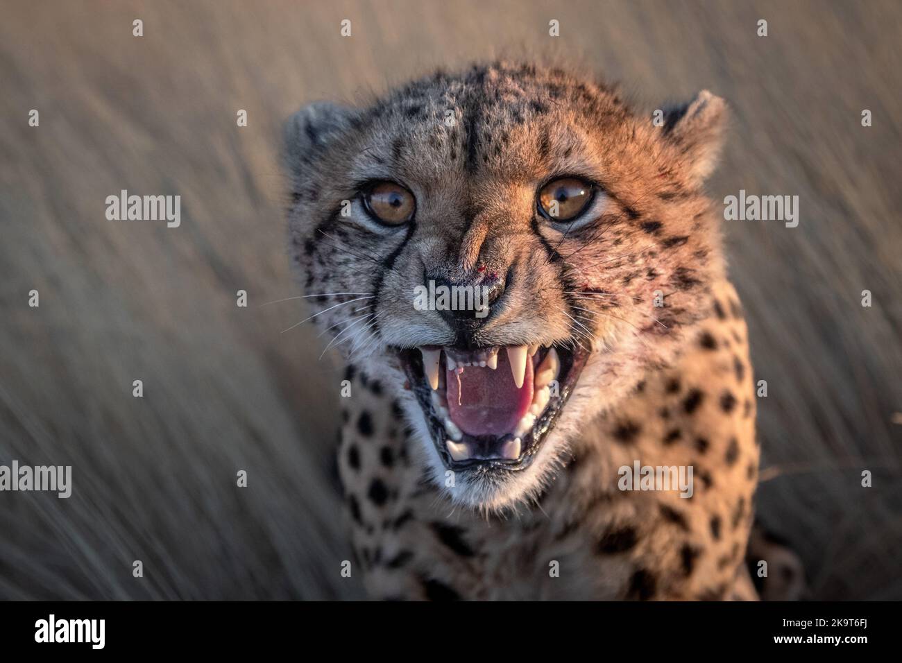 A hungry cheetah devouring his meal, photographed on a safari in South Africa Stock Photo