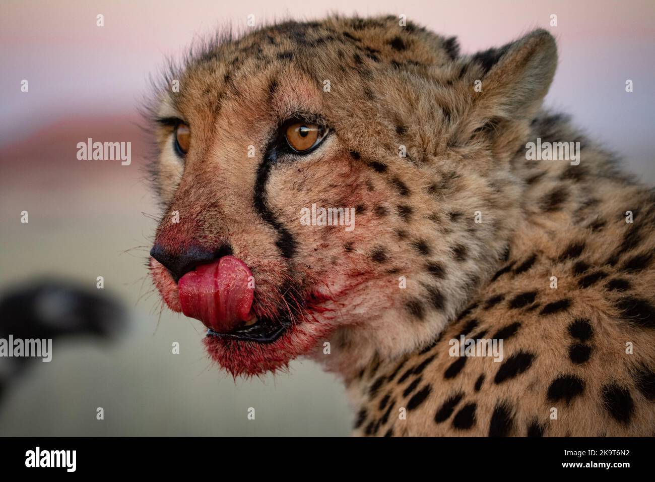 A hungry cheetah devouring his meal, photographed on a safari in South Africa Stock Photo