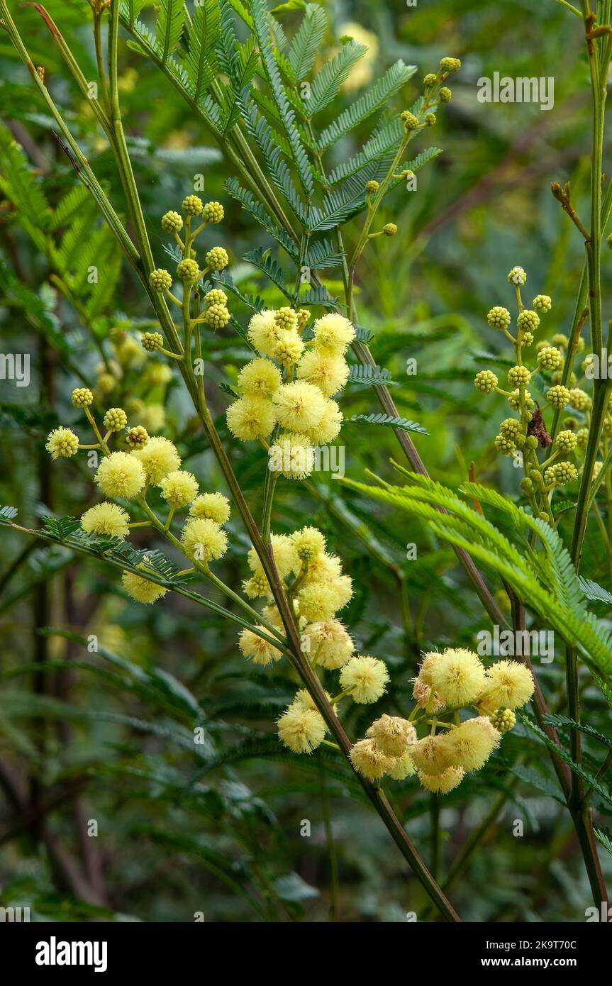Sydney Australia, yellow flowers of acacia decurrens, known as black wattle or early green wattle Stock Photo