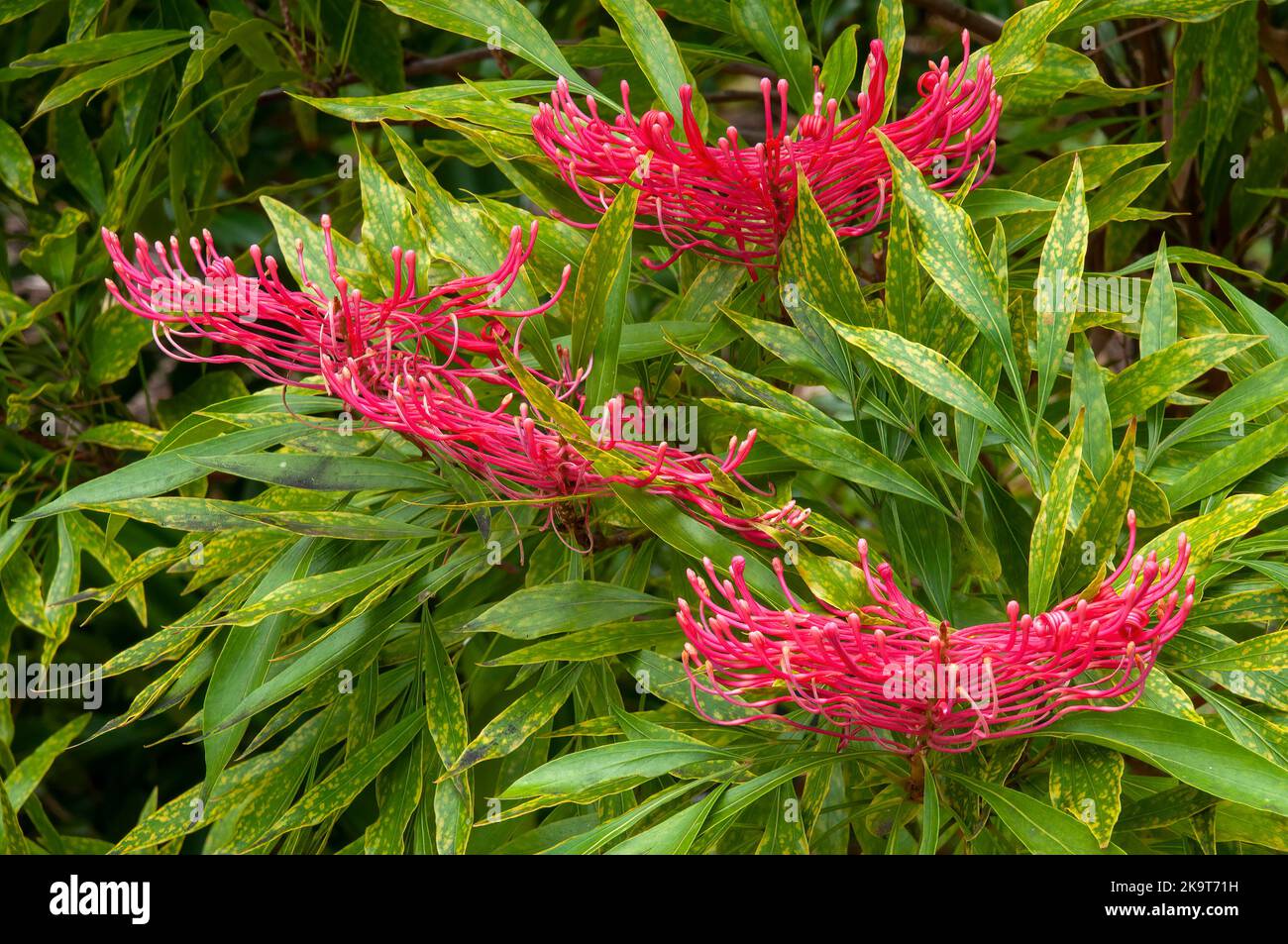 Sydney Australia, flowering dorrigo waratah tree native to NSW and Queensland Stock Photo