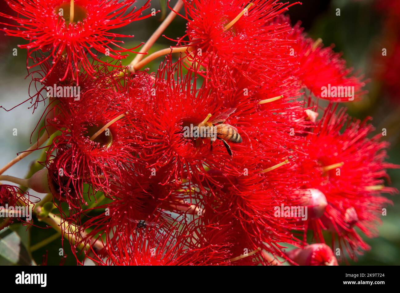 Sydney Australia, bee hovering in red flowers of an Australian native flowering gum tree Stock Photo