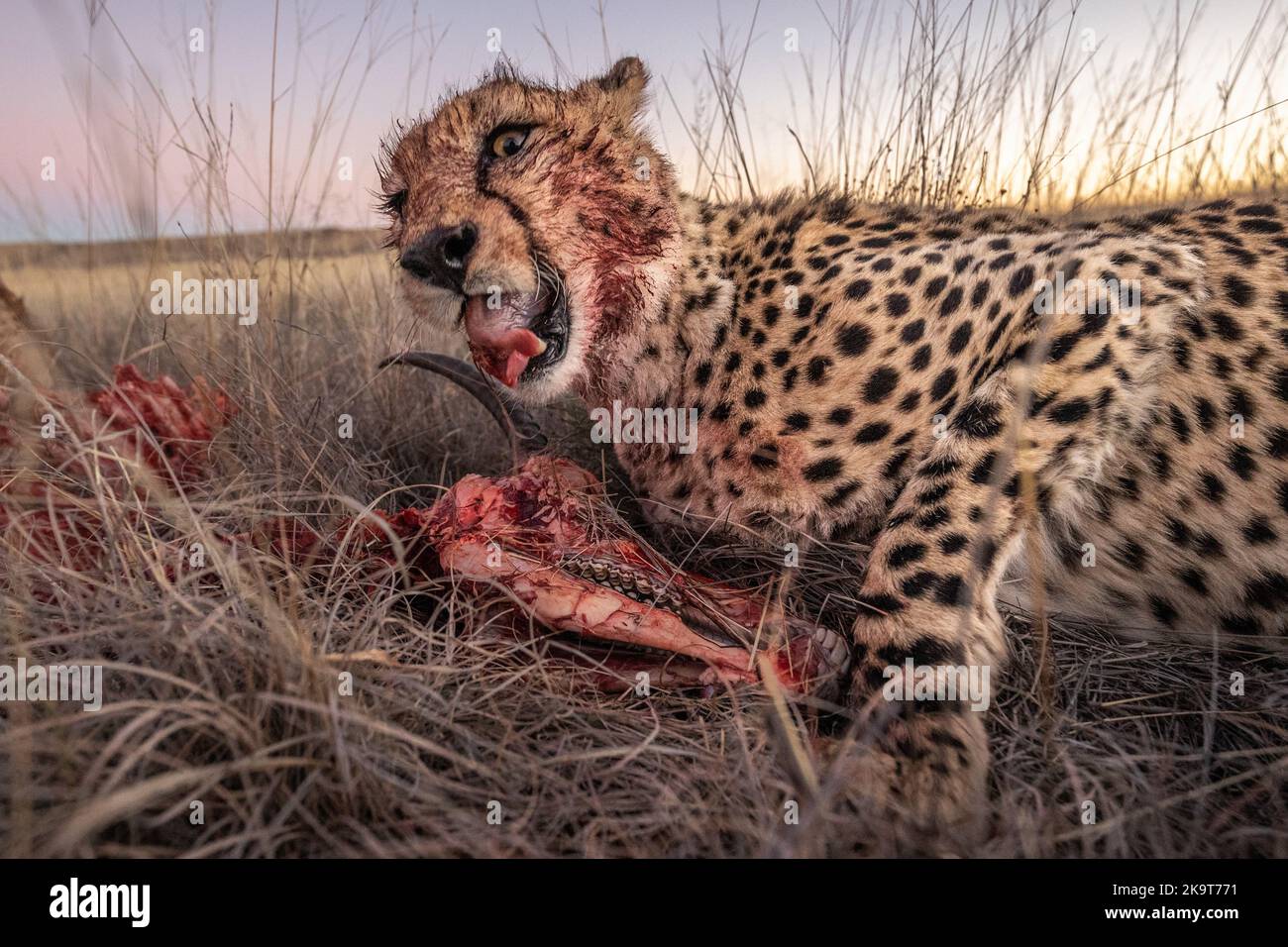 A hungry cheetah devouring his meal, photographed on a safari in South Africa Stock Photo