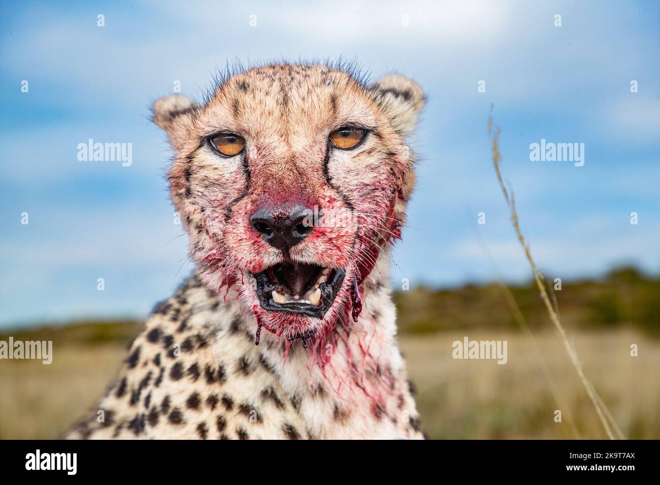 A hungry cheetah devouring his meal, photographed on a safari in South Africa Stock Photo