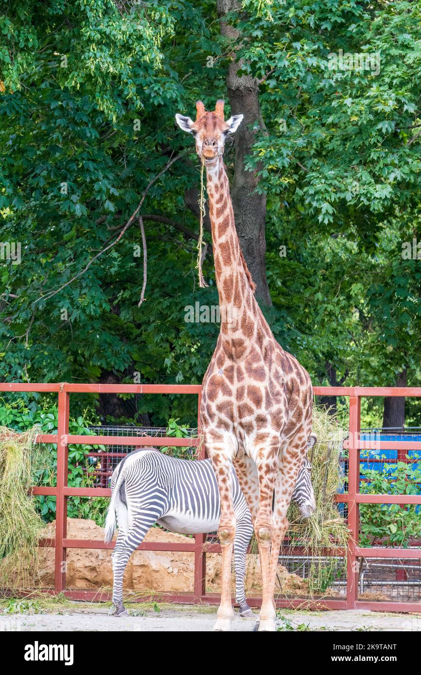 Giraffe and zebra in the zoo. At the zoo giraffe, Giraffa camelopardalis, is an African even-toed ungulate mammal and Grevy's zebra, Equus grevyi, are Stock Photo
