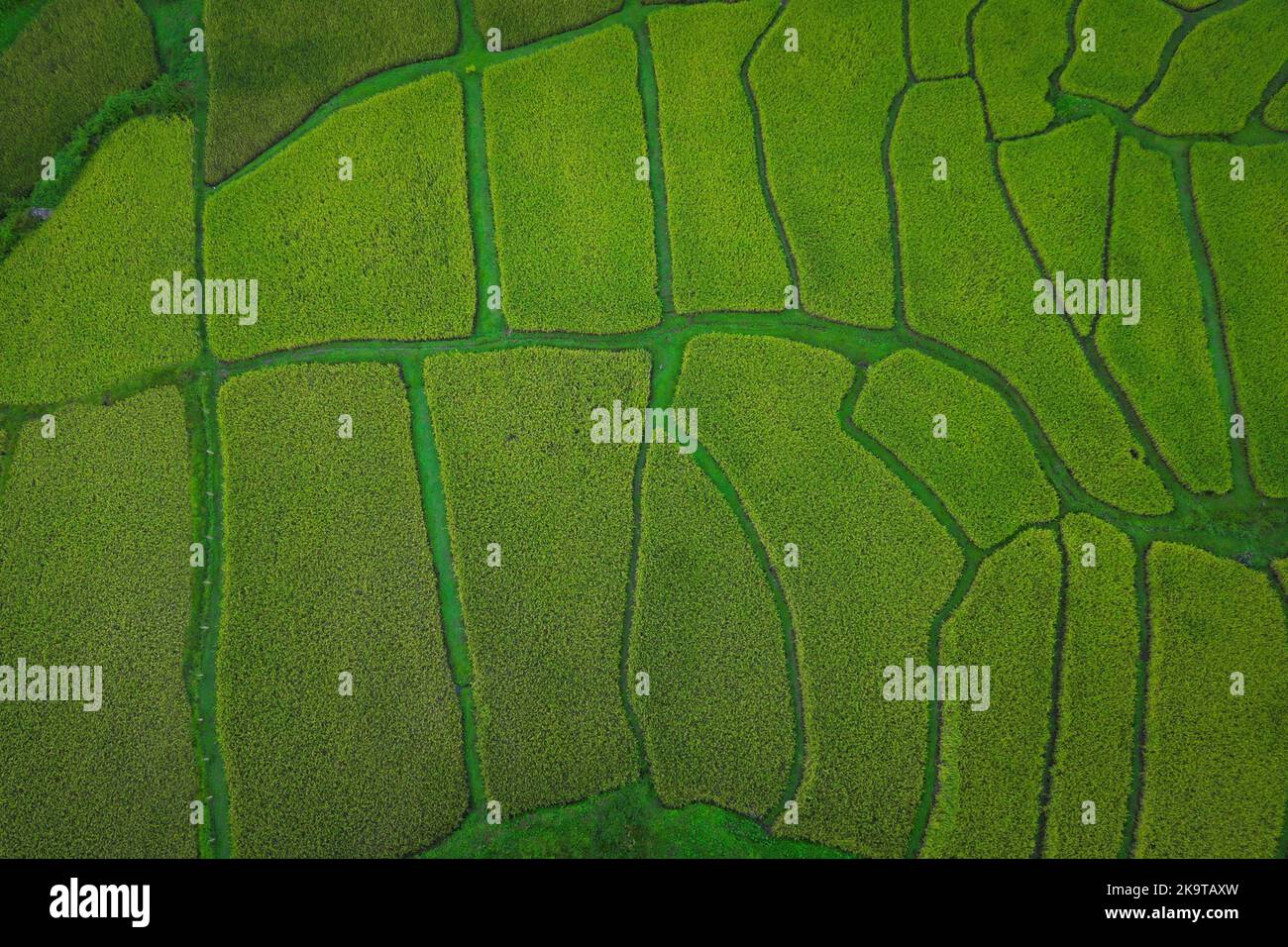 Aerial view of green rice field in the north of the thailand Stock ...