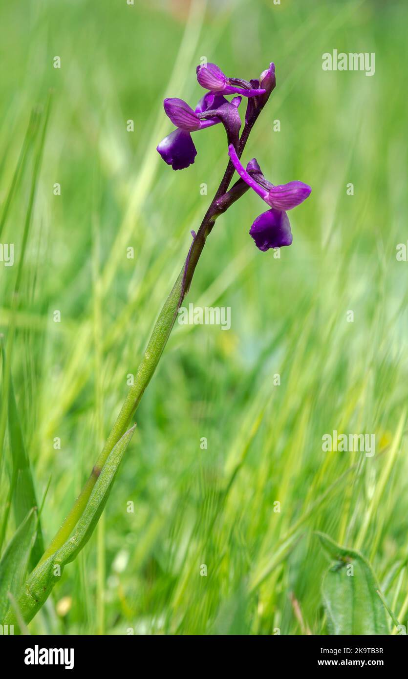 Green-winged orchid, Orchis morio. Photo taken in Guadarrama Mountains, La Pedriza, Madrid, Spain Stock Photo