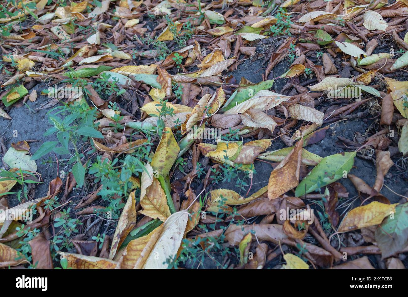 A few yellow leaves fallen to the ground in autumn Stock Photo - Alamy