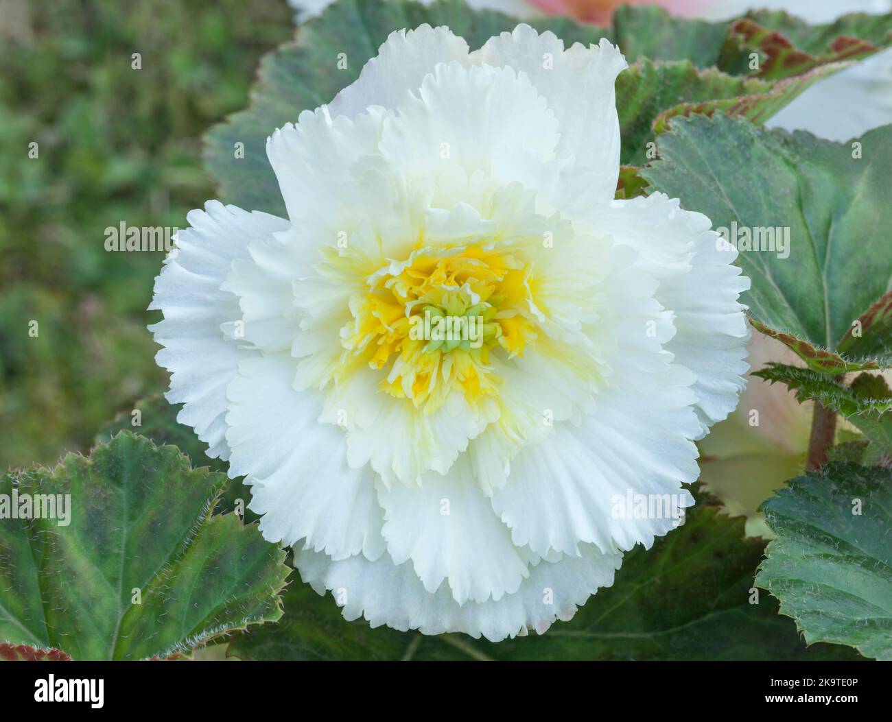 Begonia 'Samba', white, Begonia tuberhybrida Stock Photo