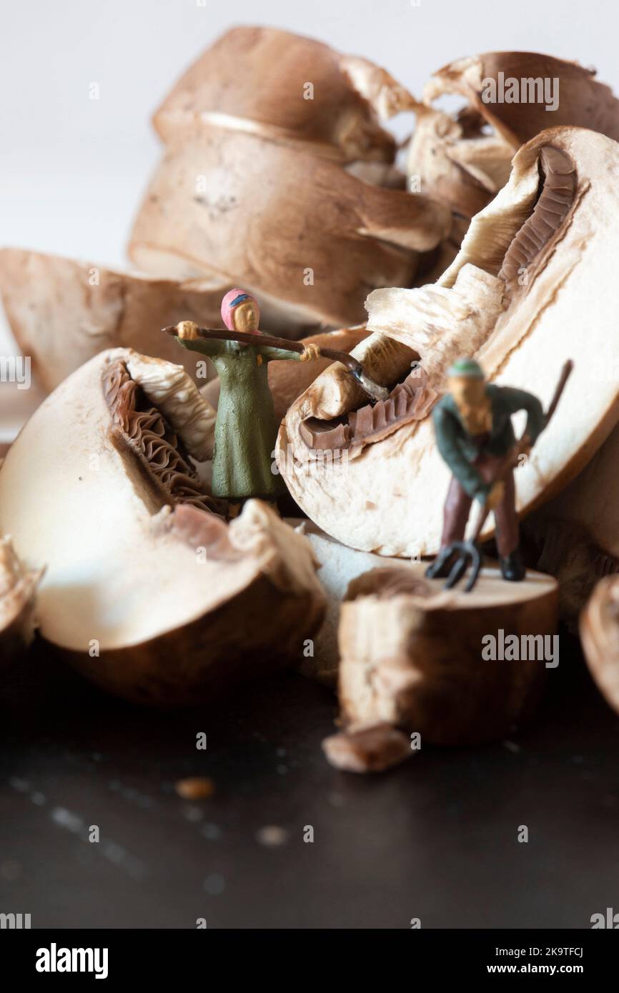 Sliced chestnut mushrooms on a slate cutting board, with miniature scale model gardeners with tools Stock Photo