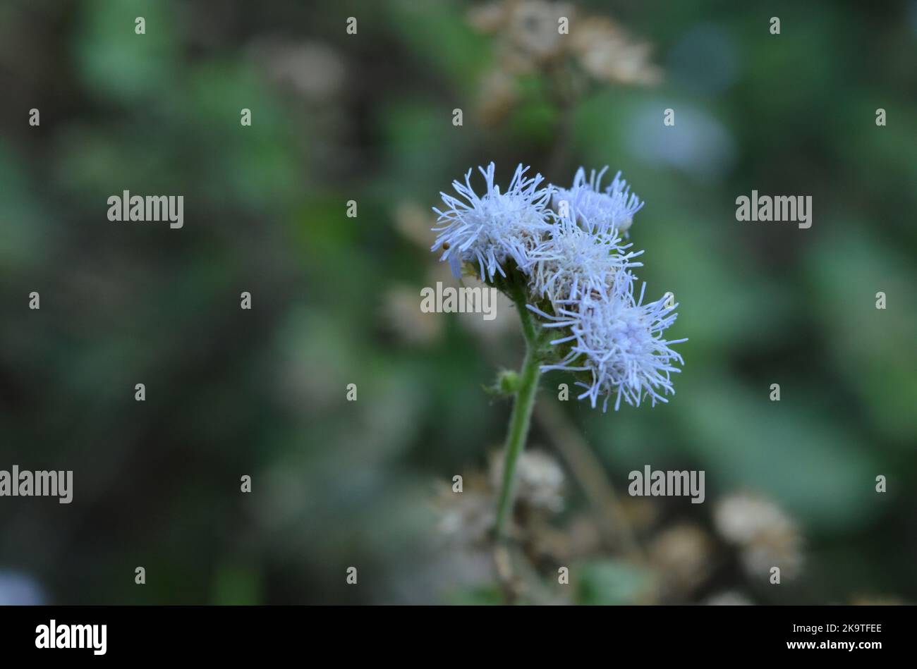 Close up photo of billygoat weed flower in blur green background Stock Photo