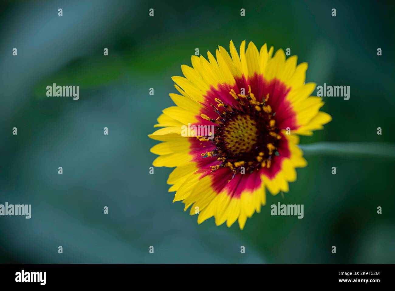 Single blanket flower (Gaillardia pulchella) against a bokeh background with negative space. Stock Photo