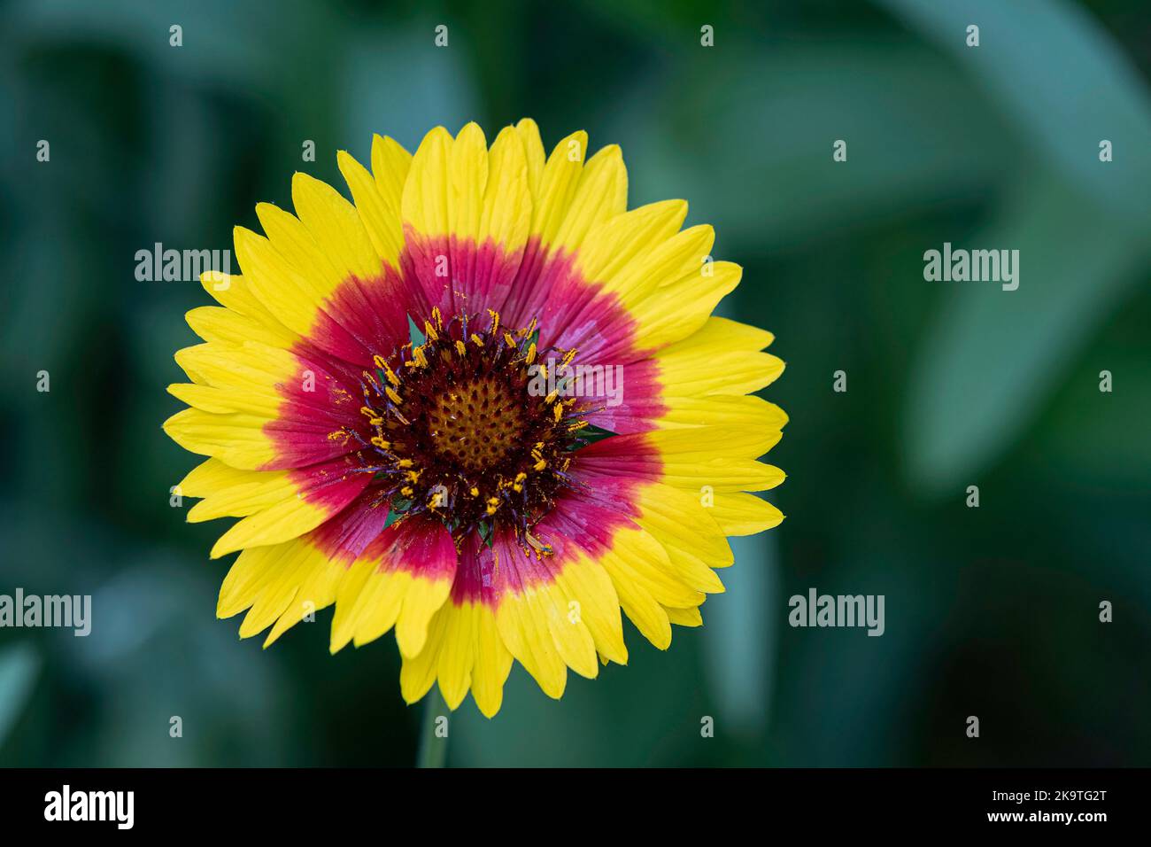 Bright yellow and fuchsia blanket flower (Gaillardia pulchella) with bokeh background and negative space. Stock Photo