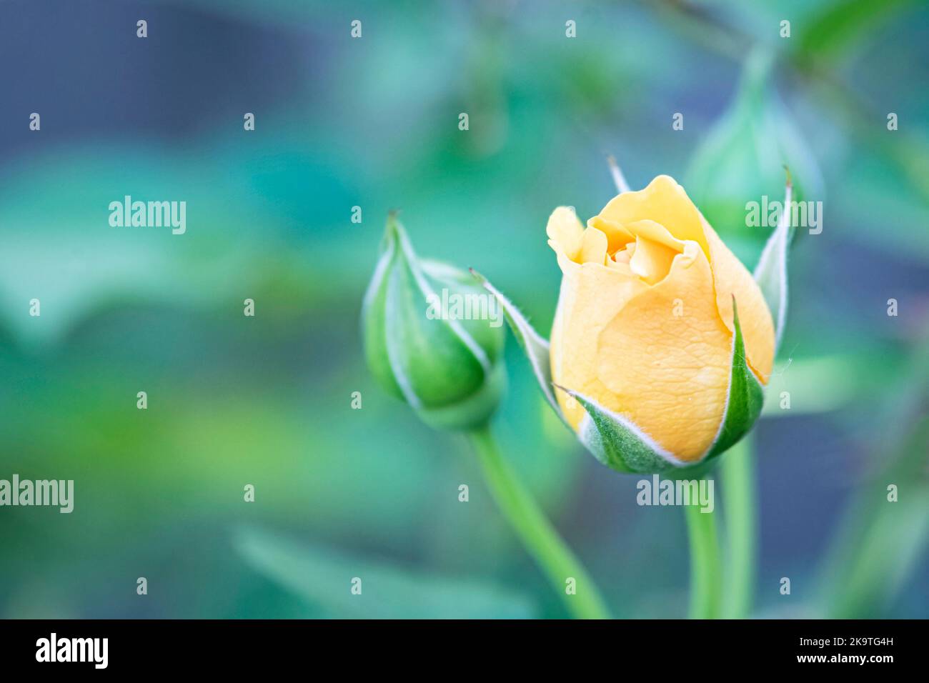 Botanical background of a single yellow rose bud (Rosa hybrid) with out