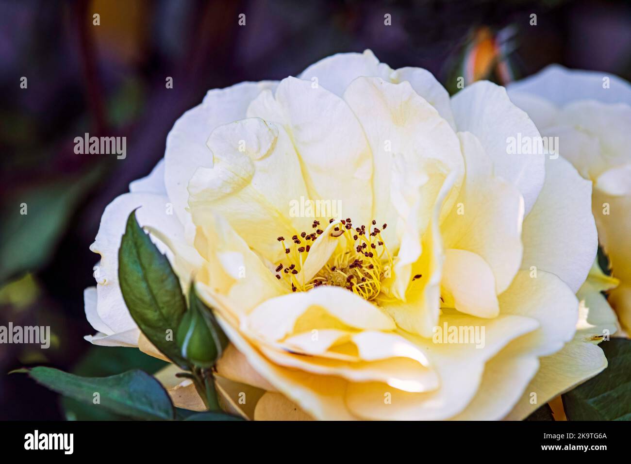Beautiful yellow rose fully opened with bokeh background. Stock Photo