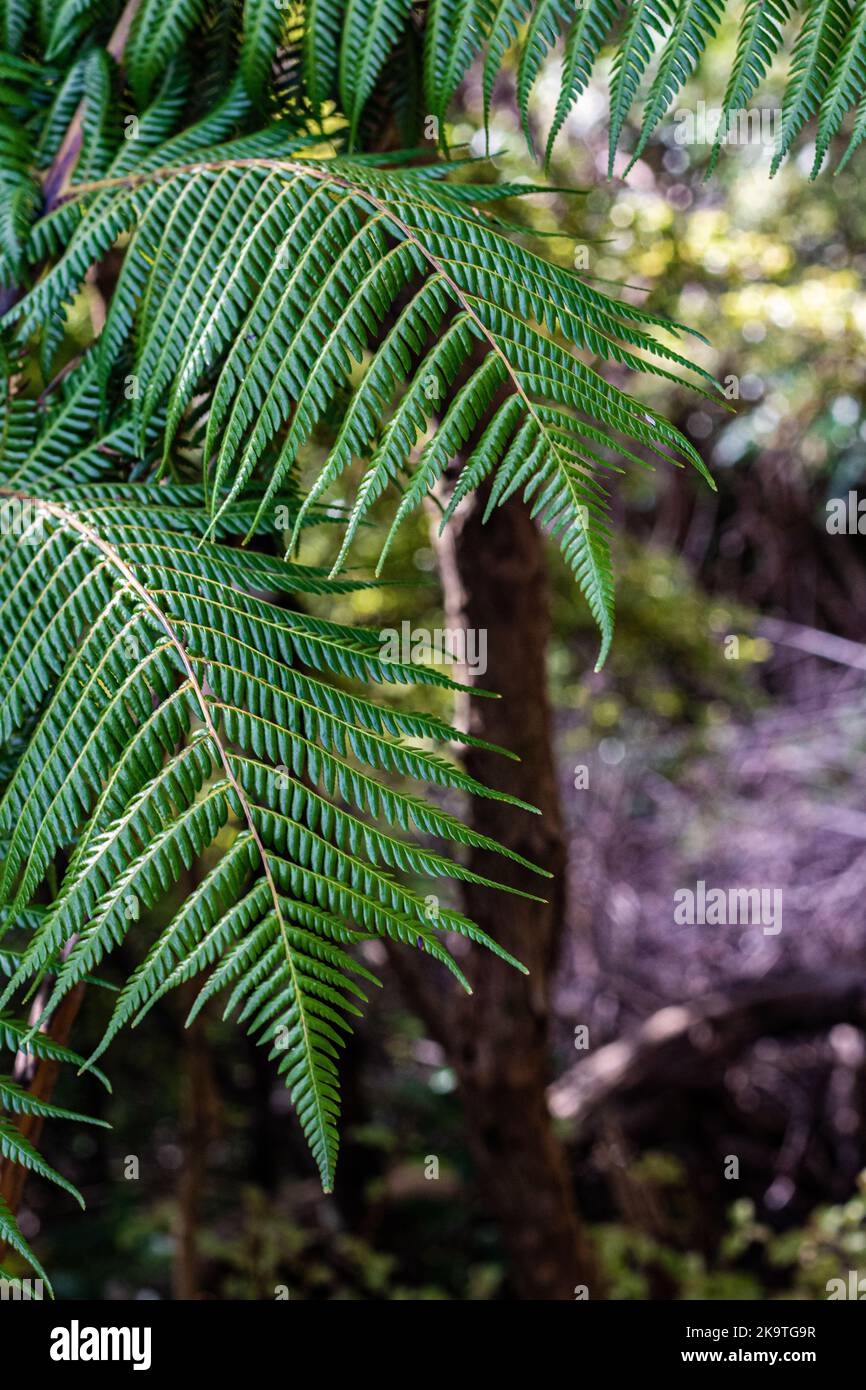 Two ponga fern fronds jump out of the undergrowth Stock Photo - Alamy