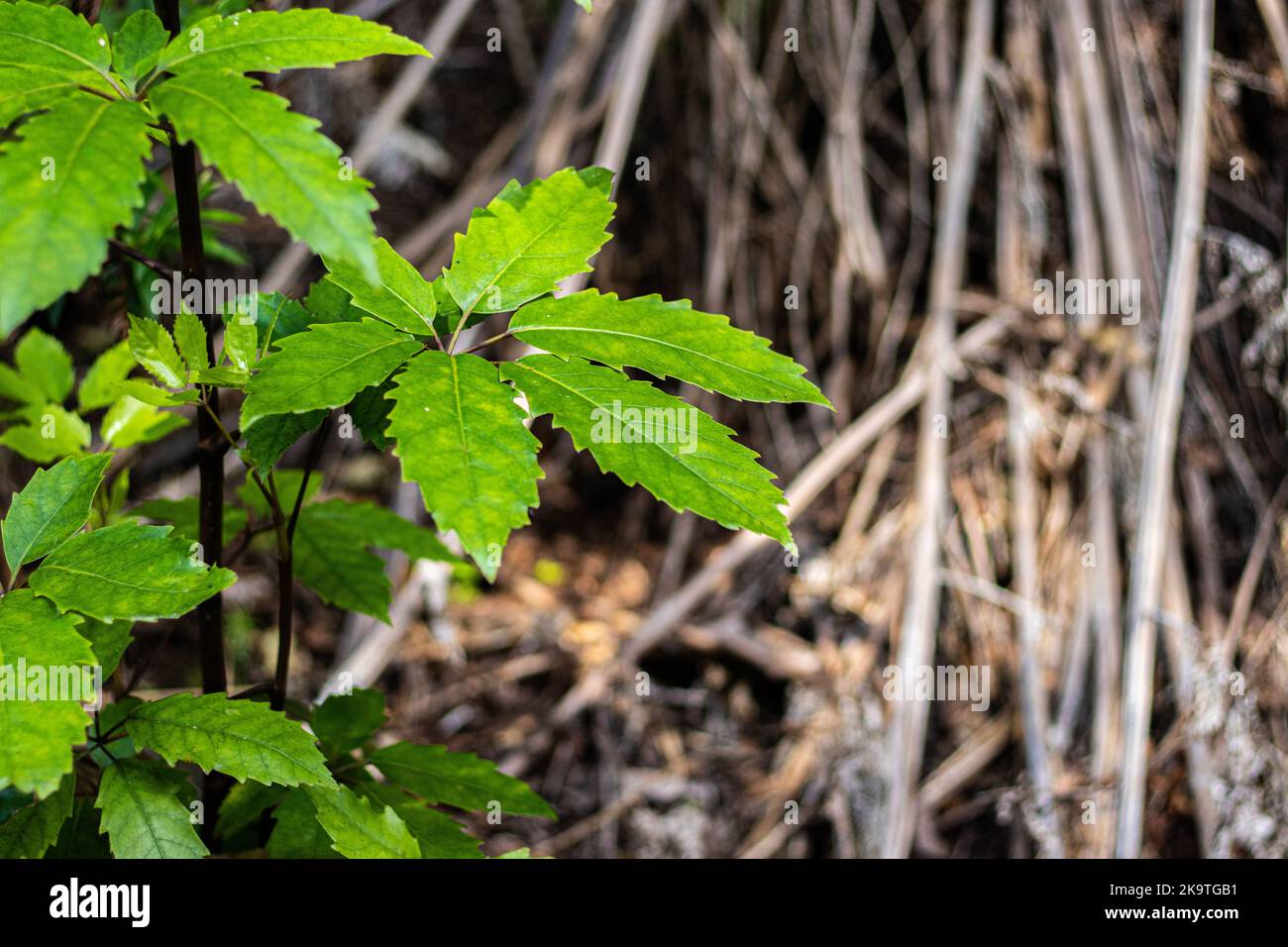 A green five finger plant grows against a brown background Stock Photo