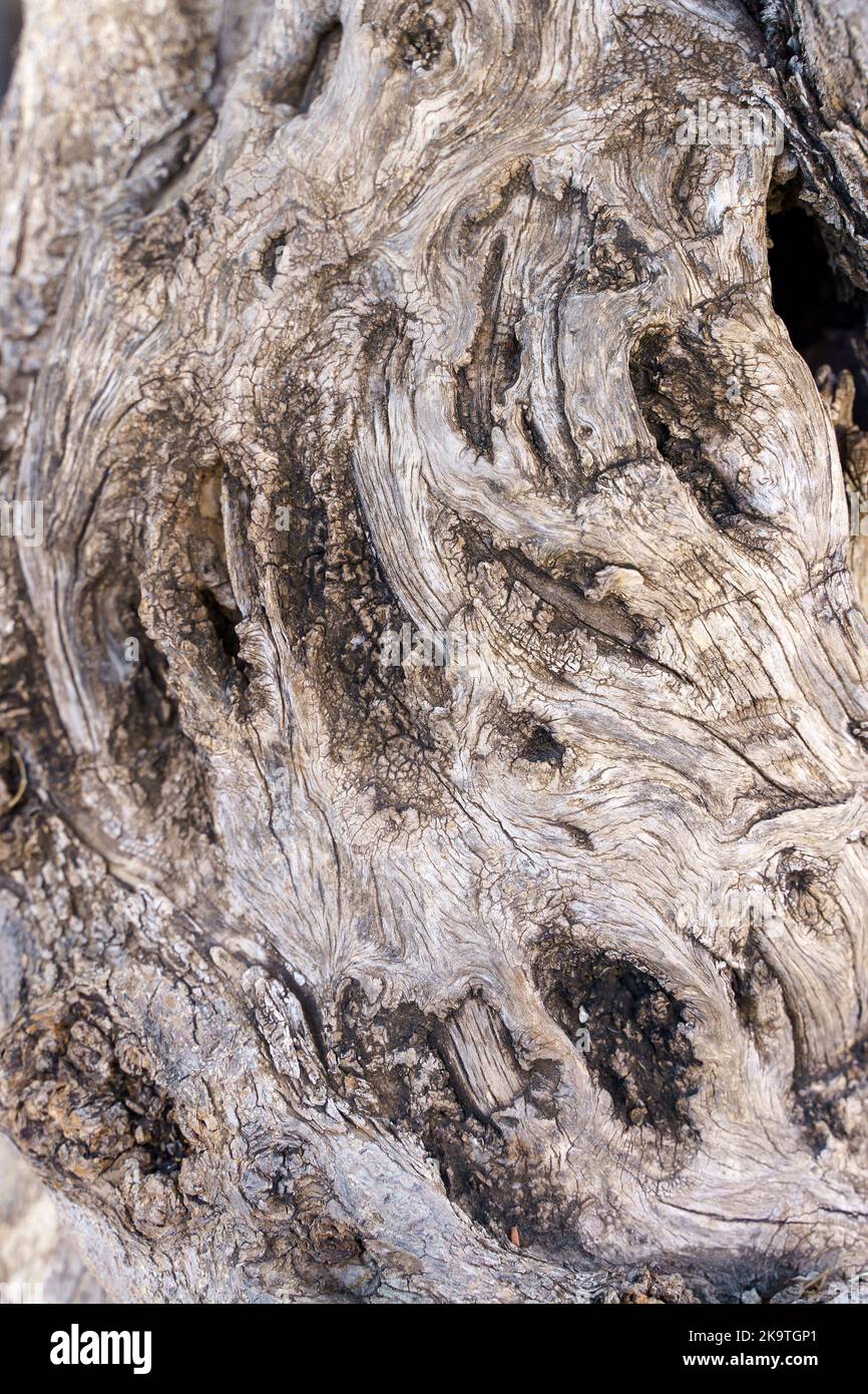 Old bark of an olive tree trunk. Beautiful abstract graceful surface texture of the bark of a plant. Beauty of nature concept. High quality photo Stock Photo