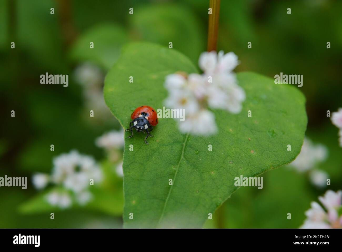 Beautiful Cutie Little Lady Bug in the middle of garden full of buckwheat flowers. Stock Photo
