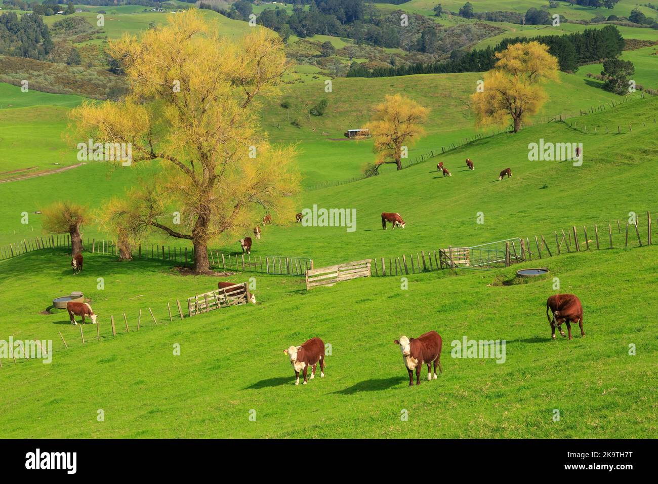 Hereford cattle grazing on a lush green rolling pasture. Photographed