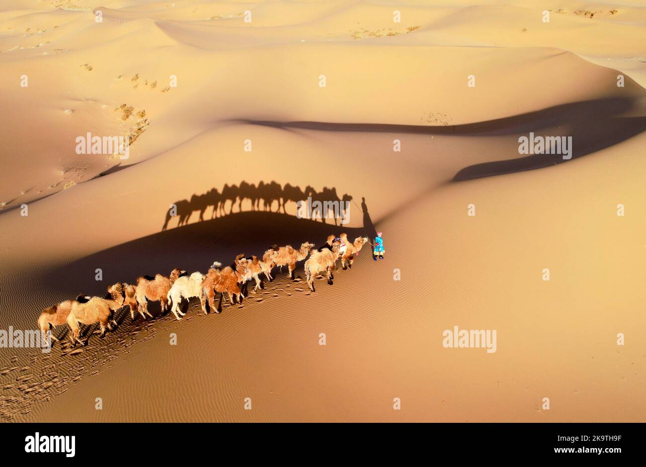 ALXA, CHINA - MAY 1, 2020 - Herders lead camels as they walk in the Badain Jaran Desert in Alashan, Inner Mongolia, China, May 1, 2020. The Internatio Stock Photo