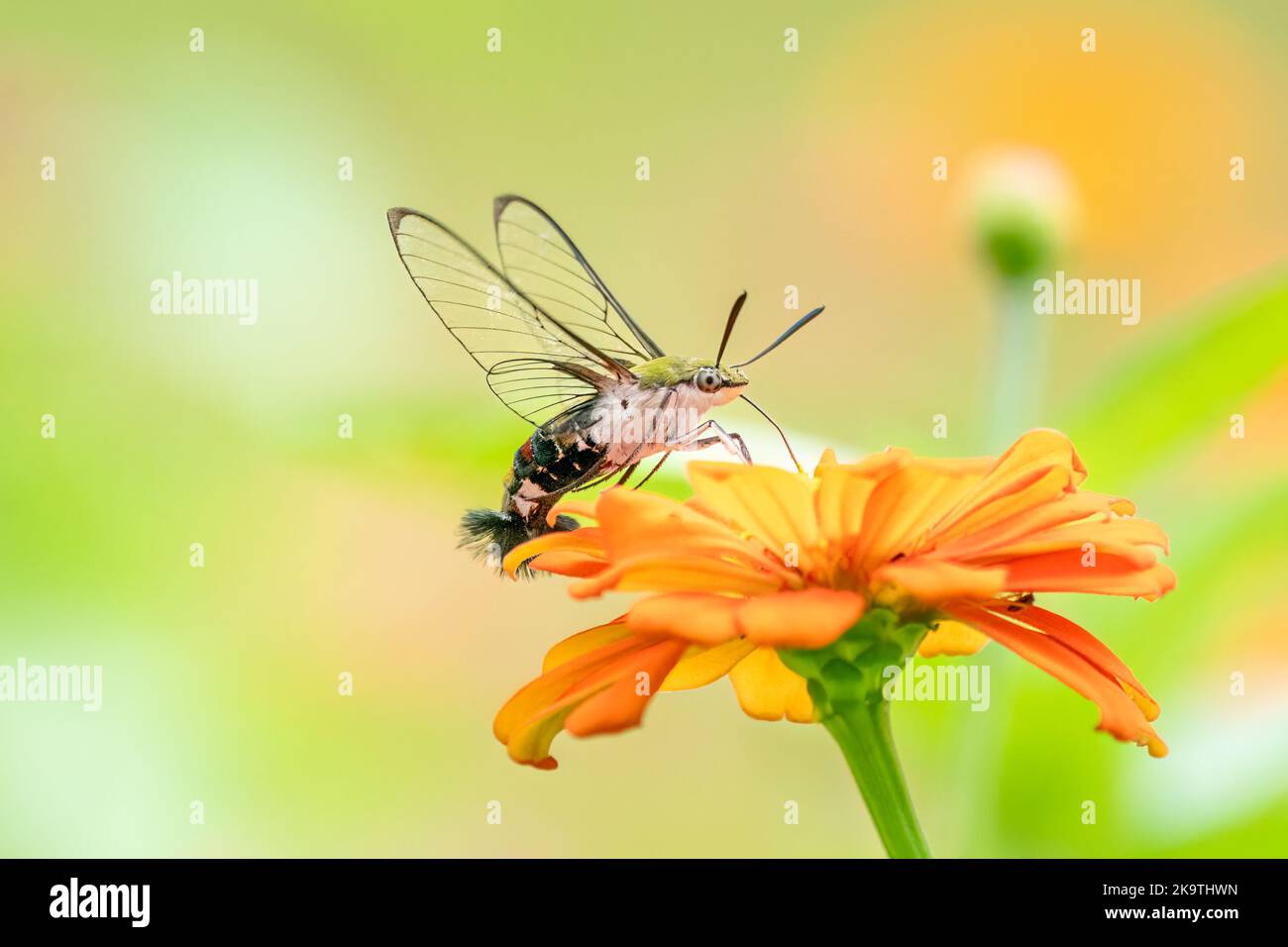 Close-up of a beautiful butterfly (Pellucid Hawk Moth) sitting a leave / flower during spring time on a sunny day Stock Photo