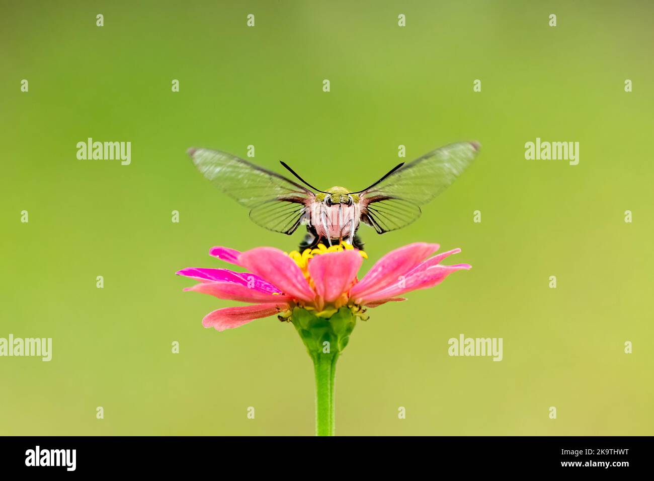 Close-up of a beautiful butterfly (Pellucid Hawk Moth) sitting a leave / flower during spring time on a sunny day Stock Photo