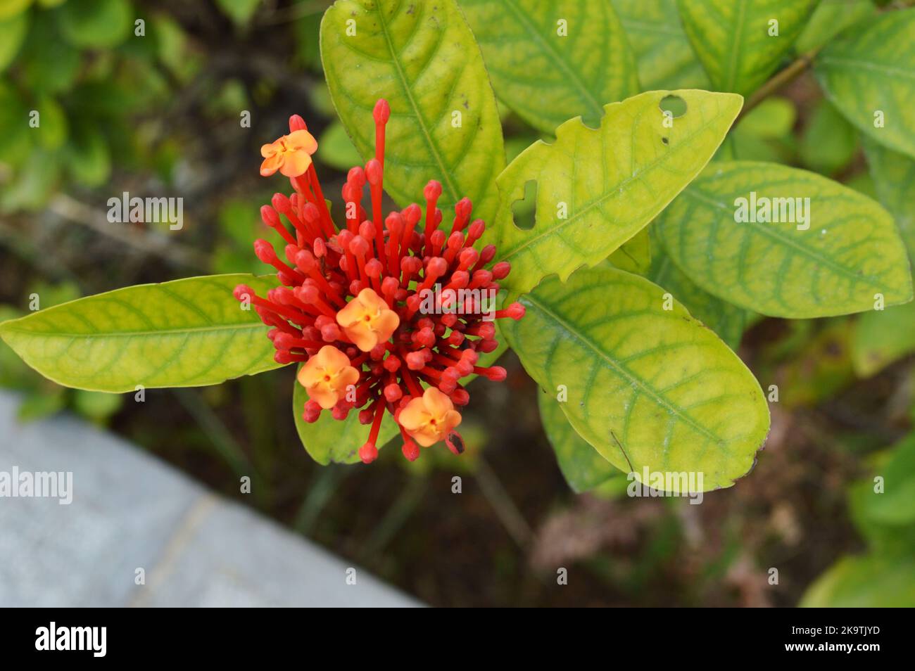 Red Iroxa blossom in early stage Stock Photo