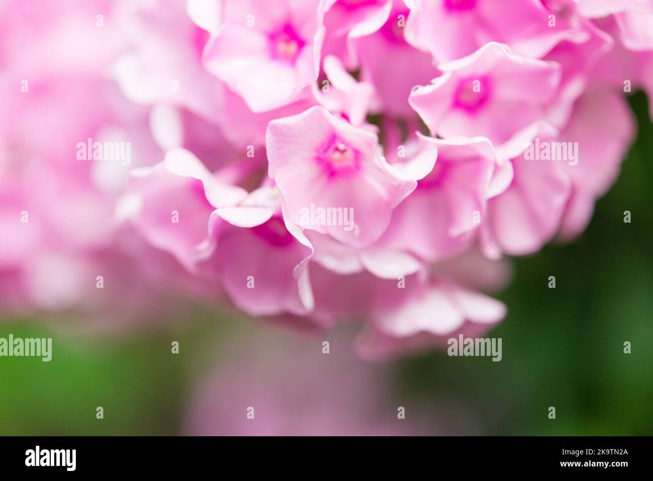 Garden phlox. Phlox paniculata, bright summer flowers. Blooming branches of phlox in the garden on a sunny day. Soft blurred selective focus. Stock Photo