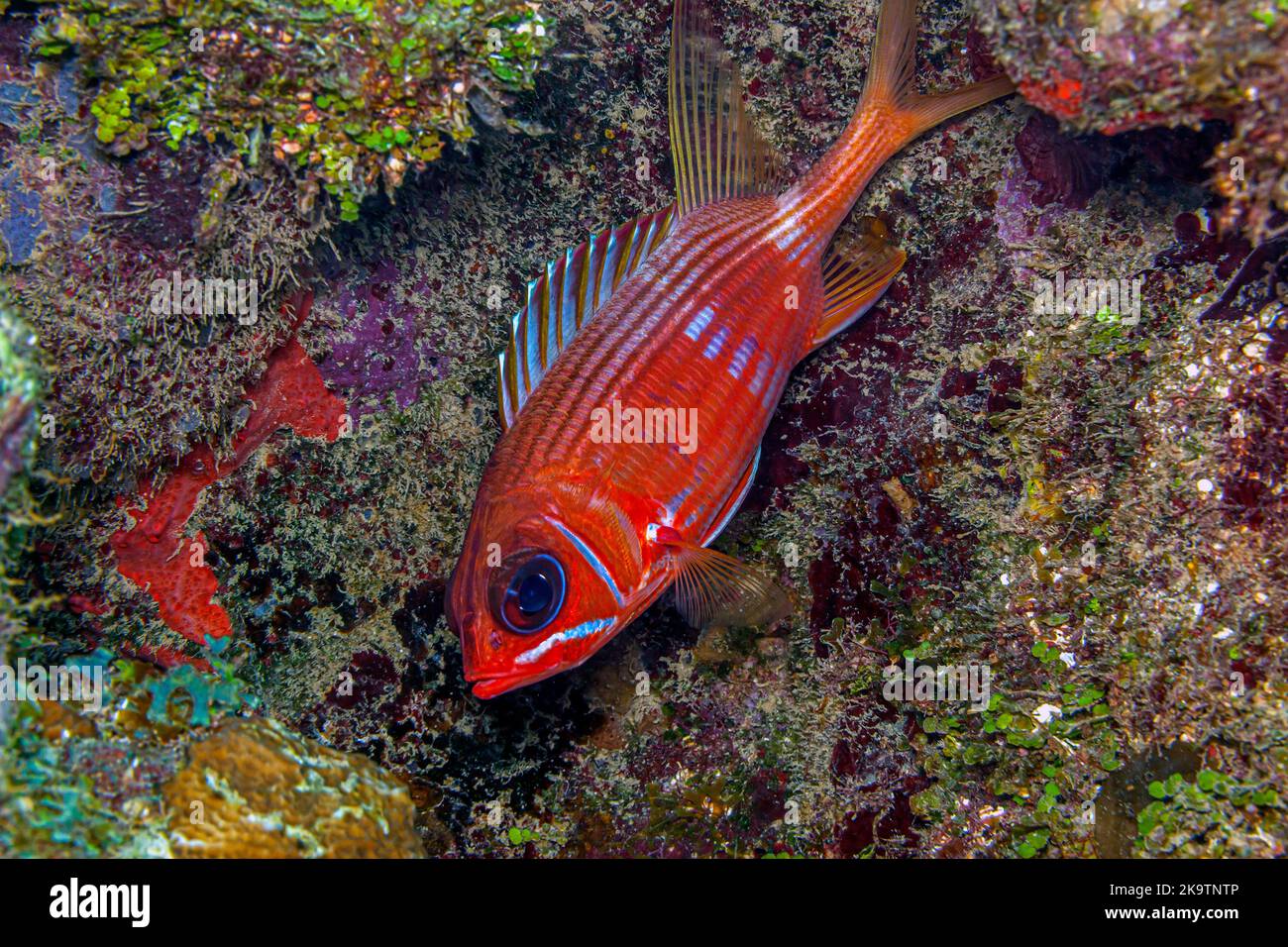 Caribbean coral reef,Myripristinae is a subfamily of the Holocentridae fish. Stock Photo