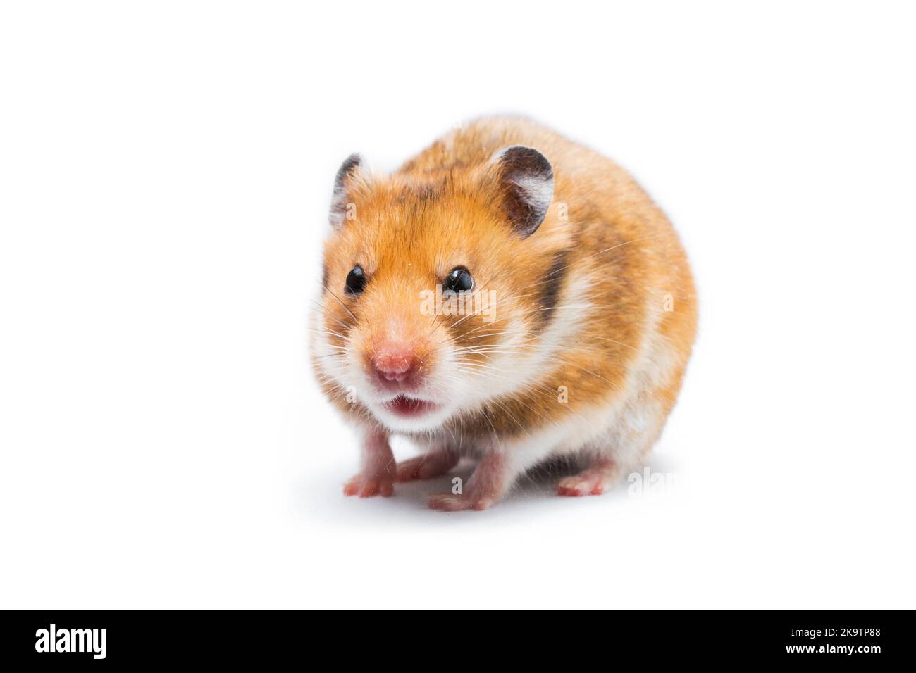 Syrian hamster Mesocricetus auratus isolated on a white background Stock Photo