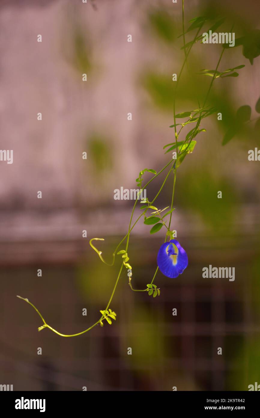 Butterfly pea flower Stock Photo Alamy