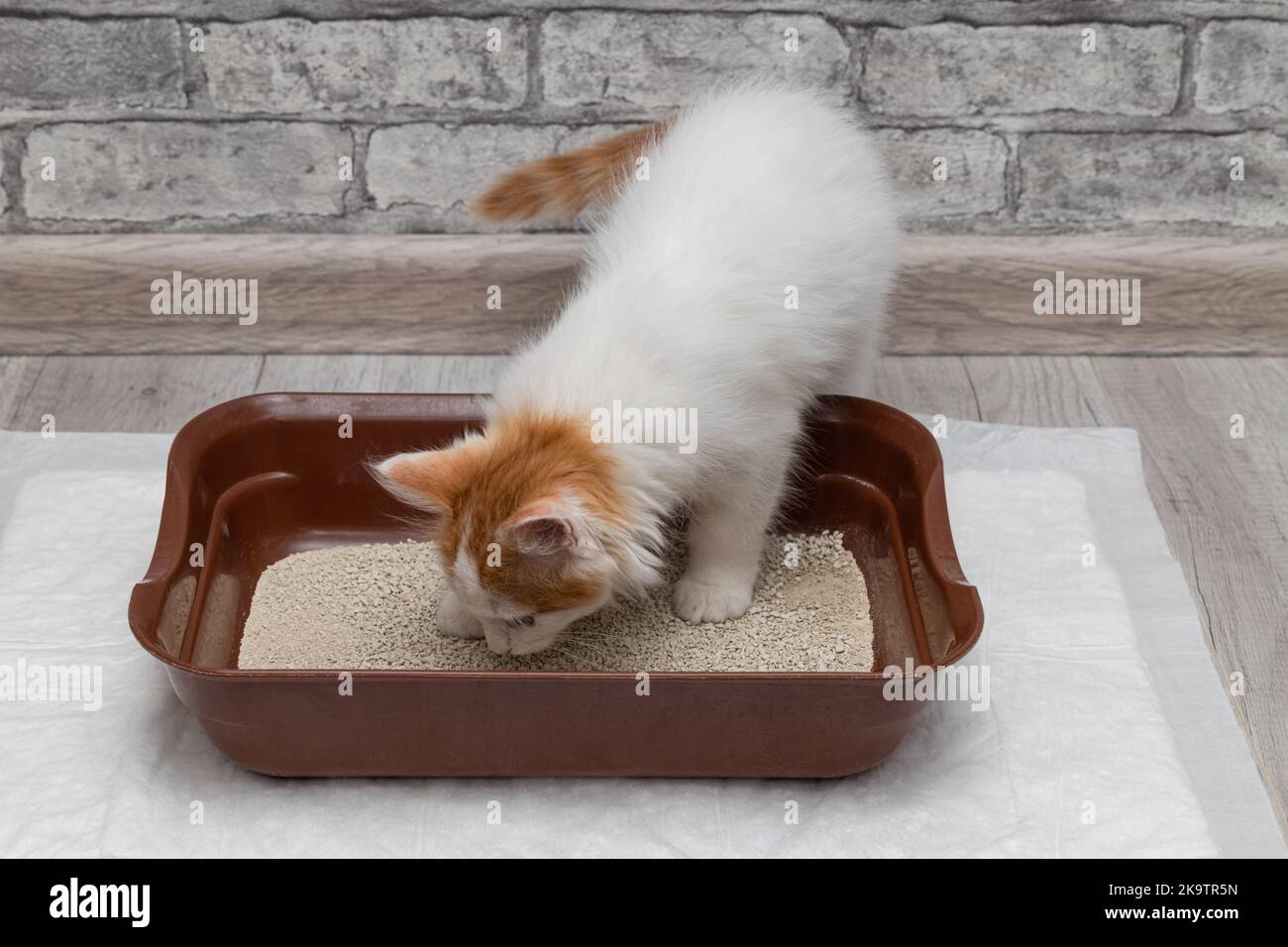 little kitten goes to the toilet in the tray. litter box training