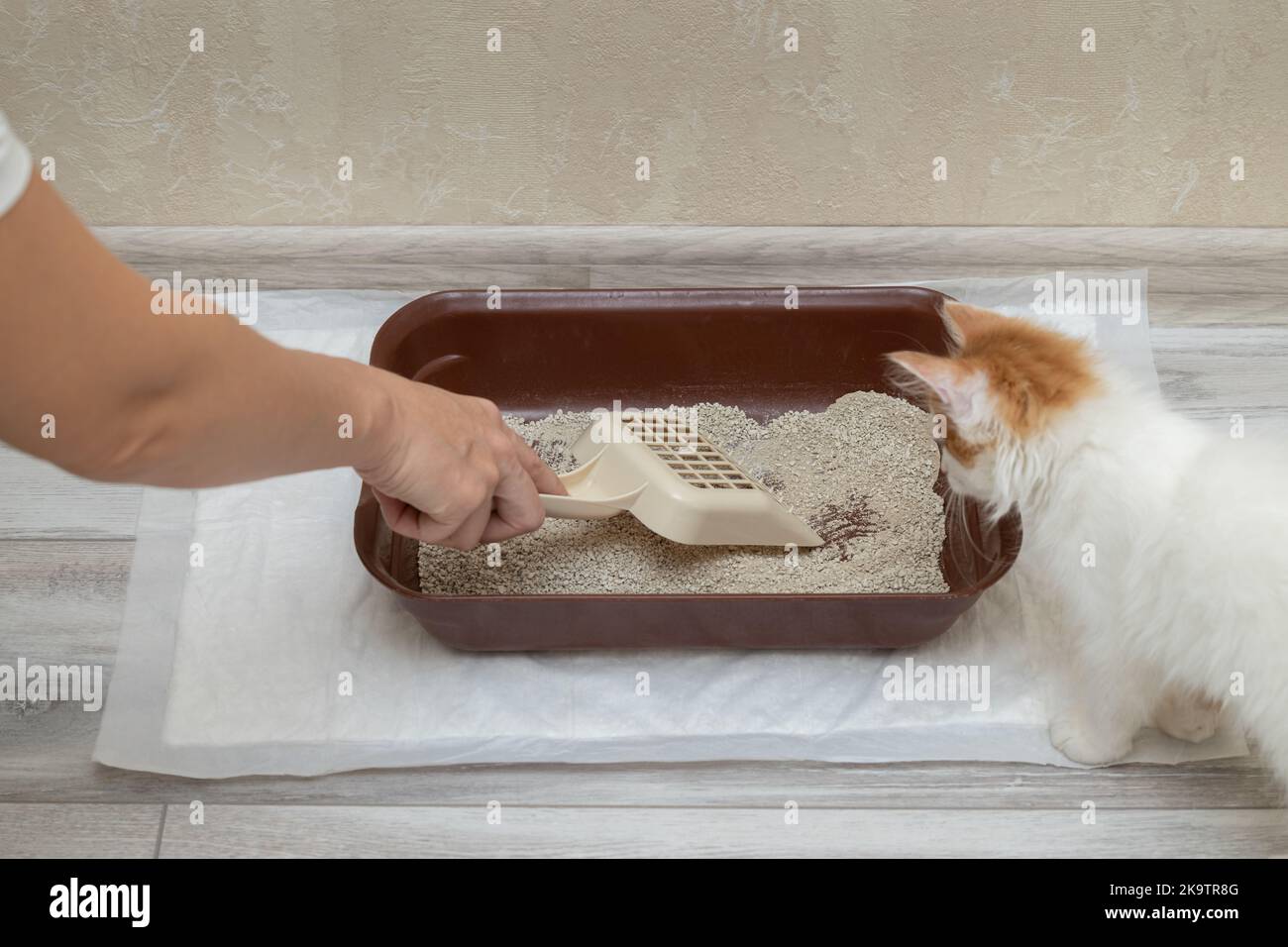 tray with filler for a small kitten. litter box training for a small kitten Stock Photo Alamy