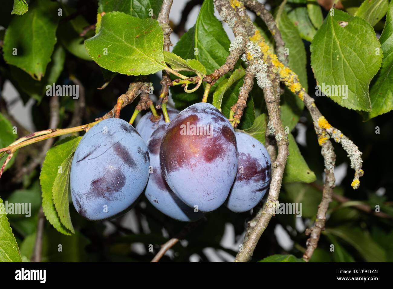Plums on the branch hi-res stock photography and images - Alamy