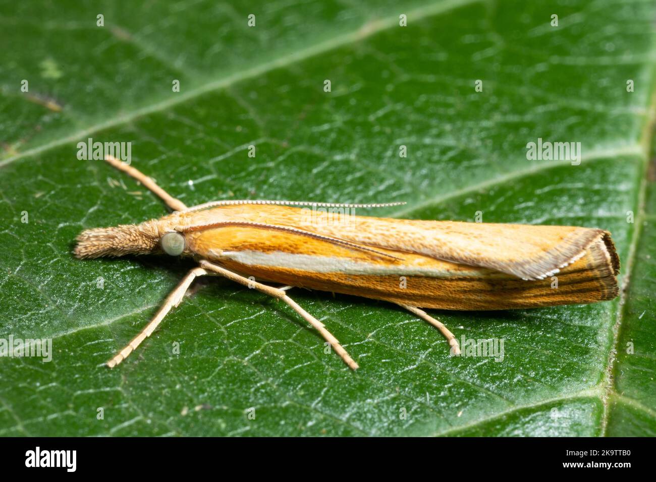 Striped grass borer butterfly with closed wings sitting on green leaf looking left Stock Photo