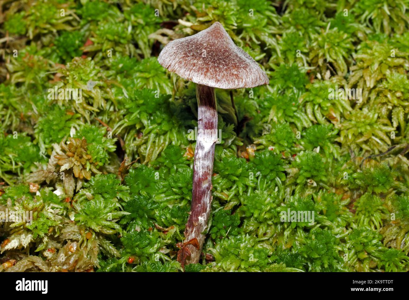 Cortinarius flexipes (Pelargonium webcap) is native to Europe and North America usually under birch and spruce and nearly always with moss. Stock Photo