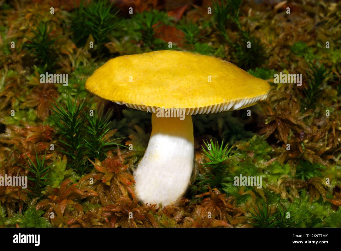 Russula claroflava (yellow swamp russula) is found wet places under birch and aspen. It is found in Europe and North America. Stock Photo