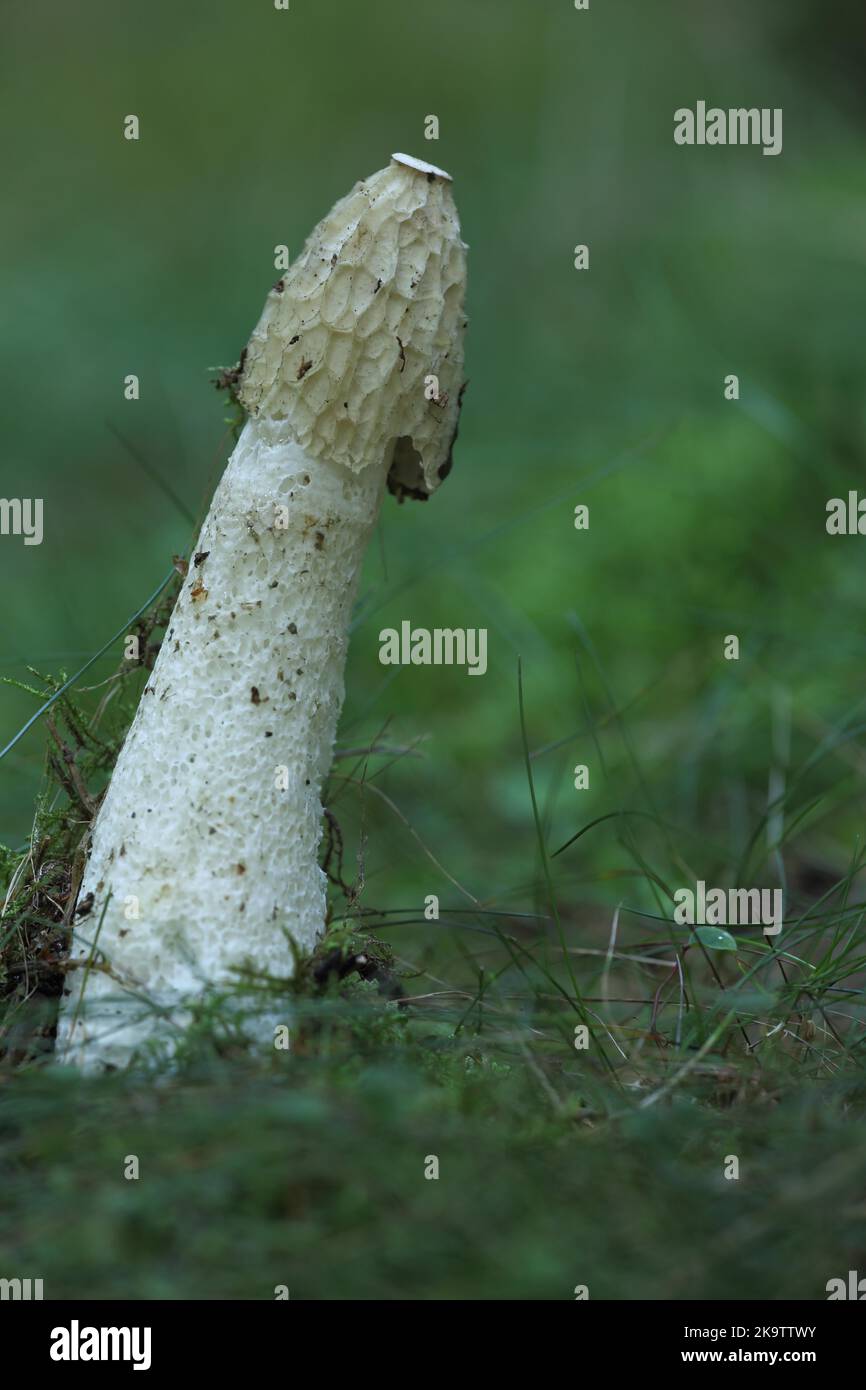 Common Stinkhorn (Phallus impudicus), Stinkhorn, Morels (Morchella), Morel, Morelidae