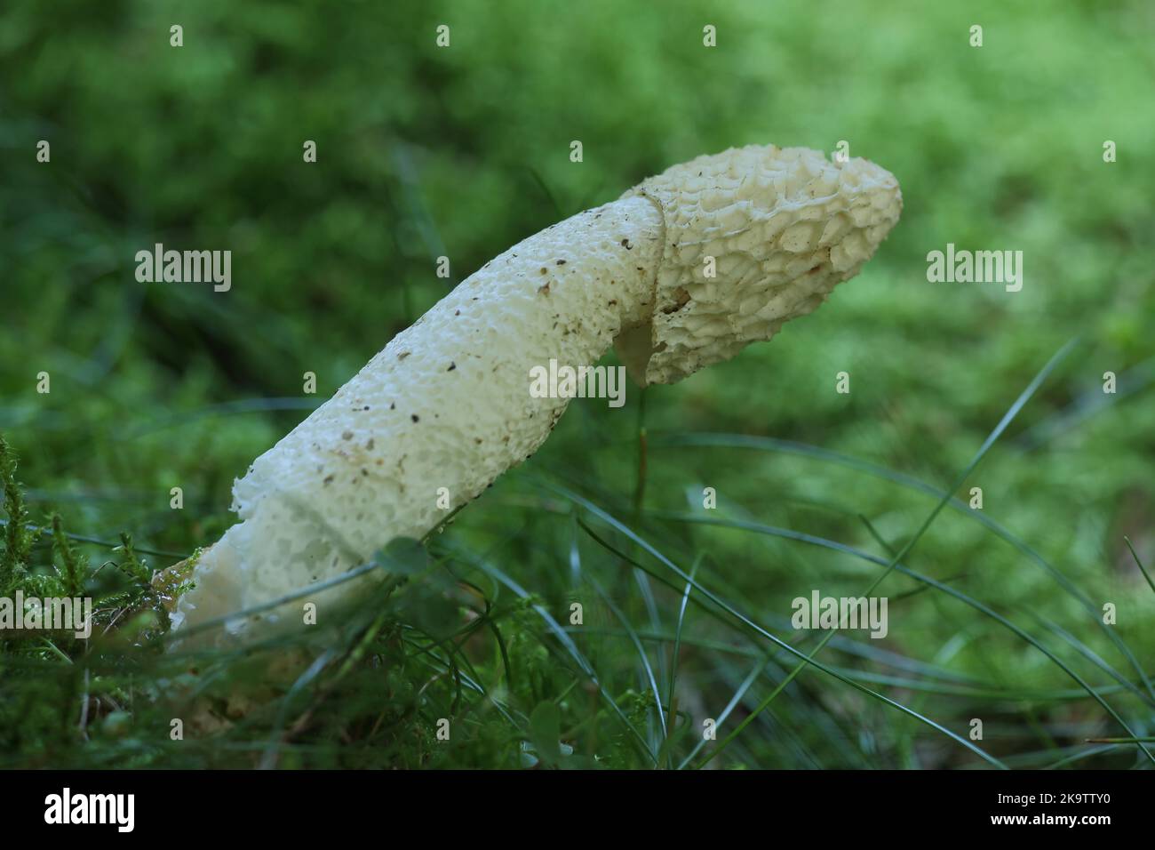 Common Stinkhorn (Phallus impudicus), Stinkhorn, Morels (Morchella), Morel, Morelidae