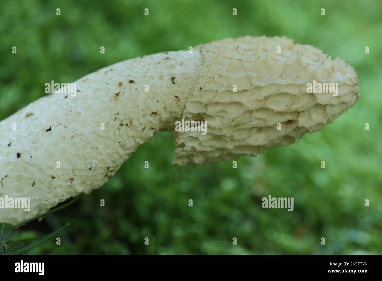 Common Stinkhorn (Phallus impudicus), detail, mushroom cap, cap, stinkhorn, morels (Morchella