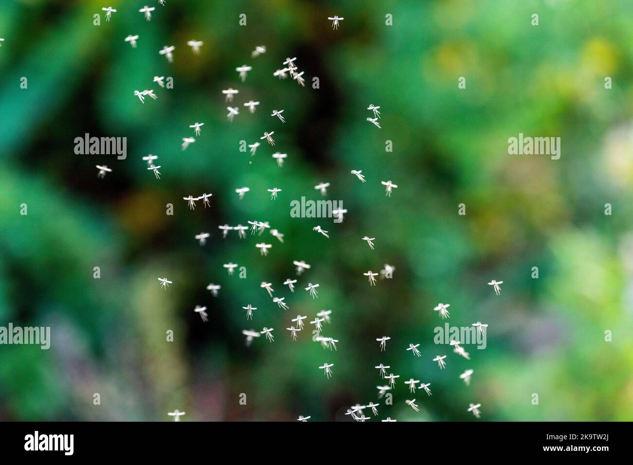 Winter midge, Trichoceridae (Diptera), mosquito, animal, insect (Nematocera), swarm, Germany Stock Photo