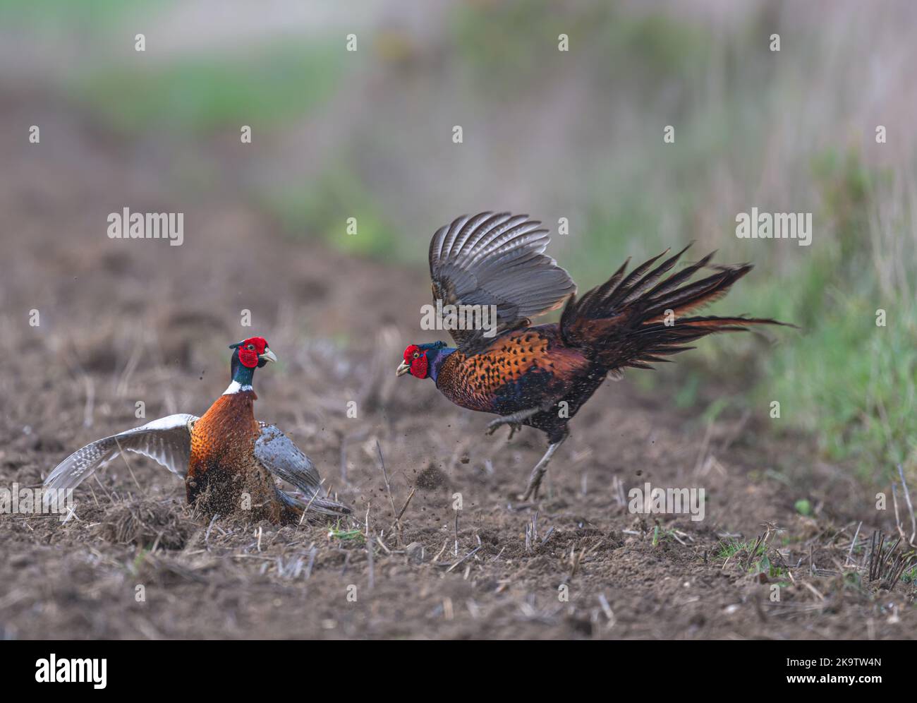 A pair of Pheasants Phasianus colchicus squaring up to each other on Norfolk farmland, uk Stock Photo