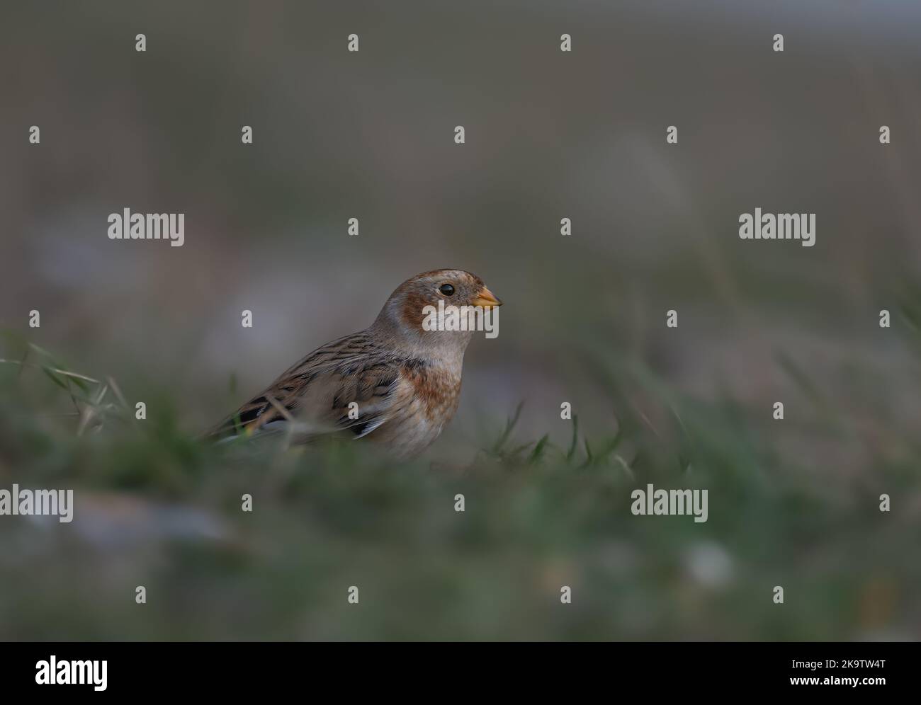 Snow bunting(Plectrophenax invalid) foraging for seed heads on a shingle beach at Cley, North Norfolk, UK Stock Photo