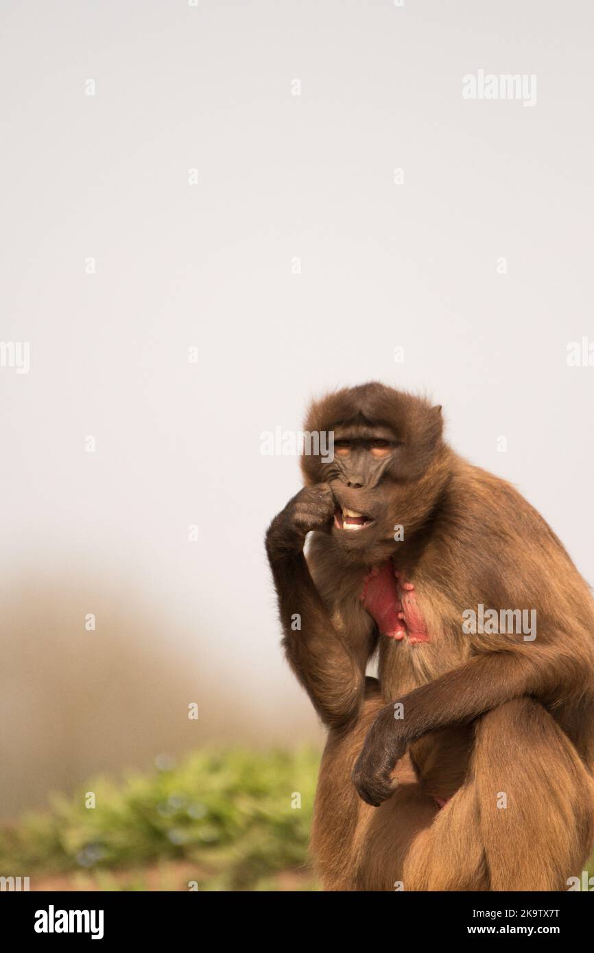 Monkey eating Stock Photo