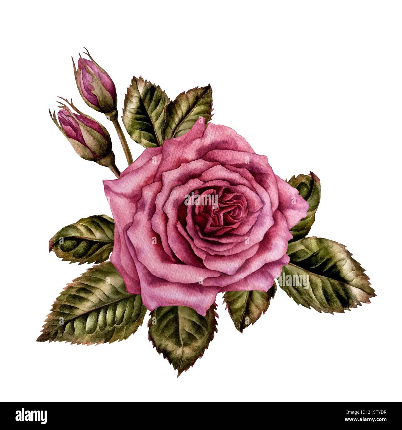 Hand drawn watercolor pink rose and green leaves for Valentine's Day ...